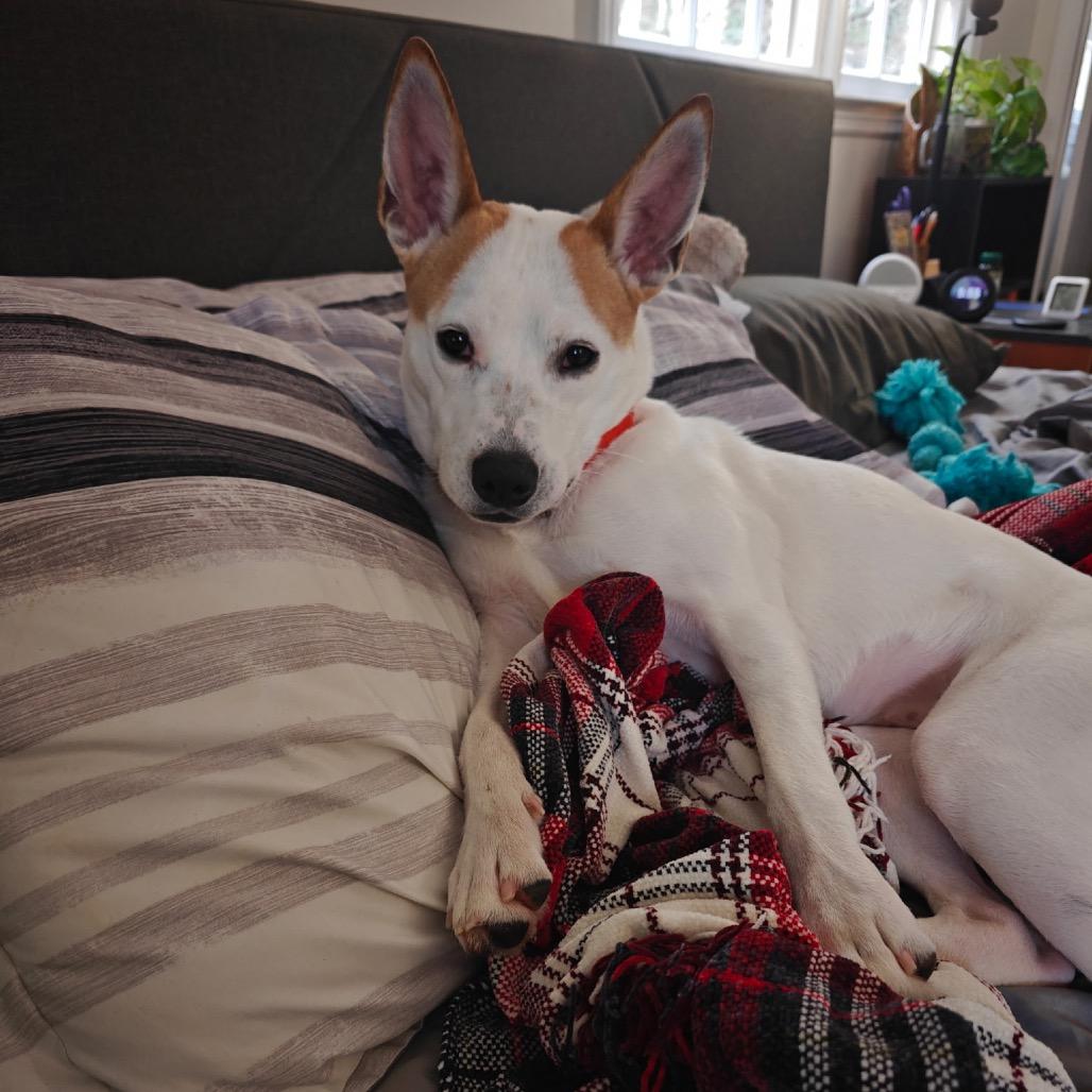 Sansa 22096 — thumbnail 3