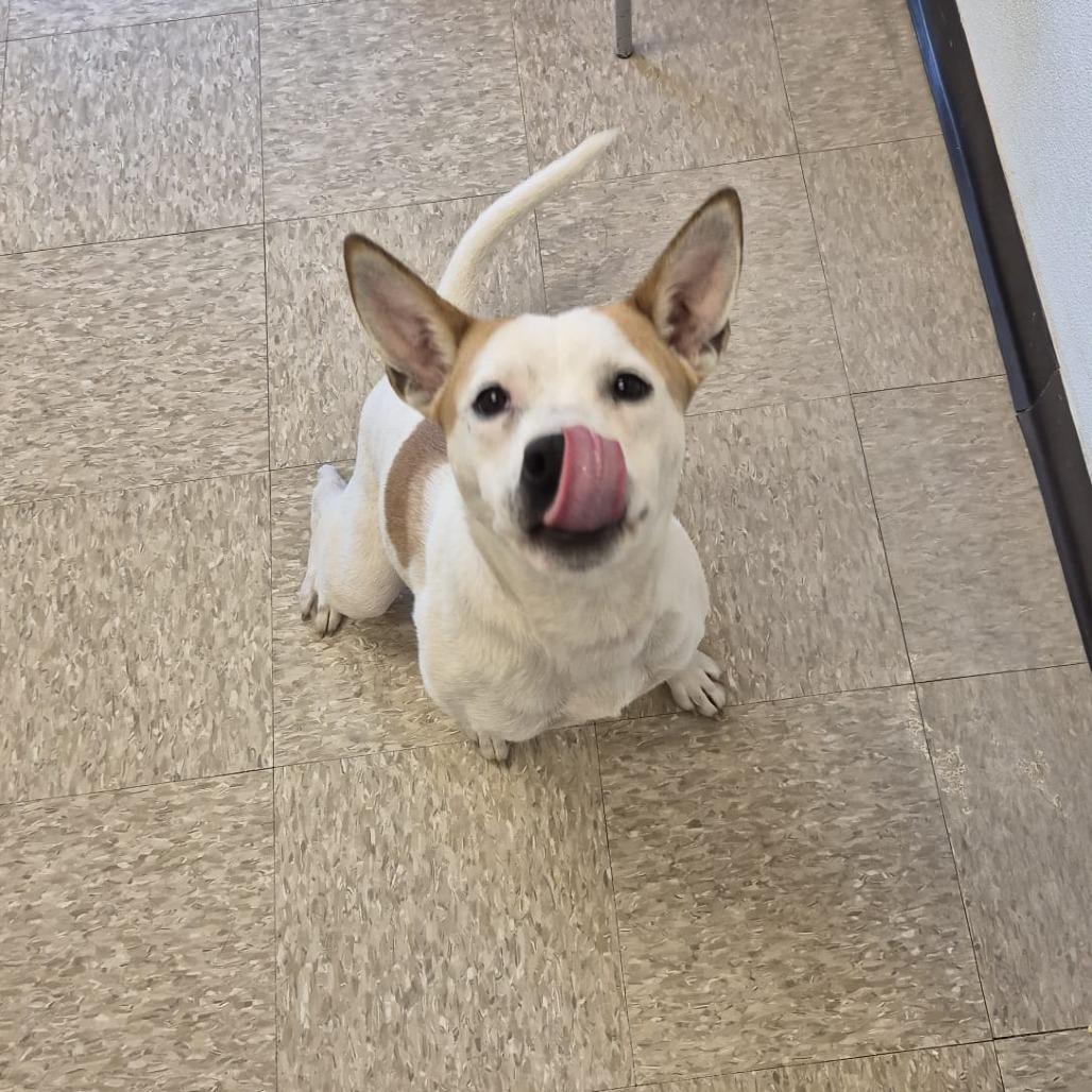 Sansa 22096 — thumbnail 4