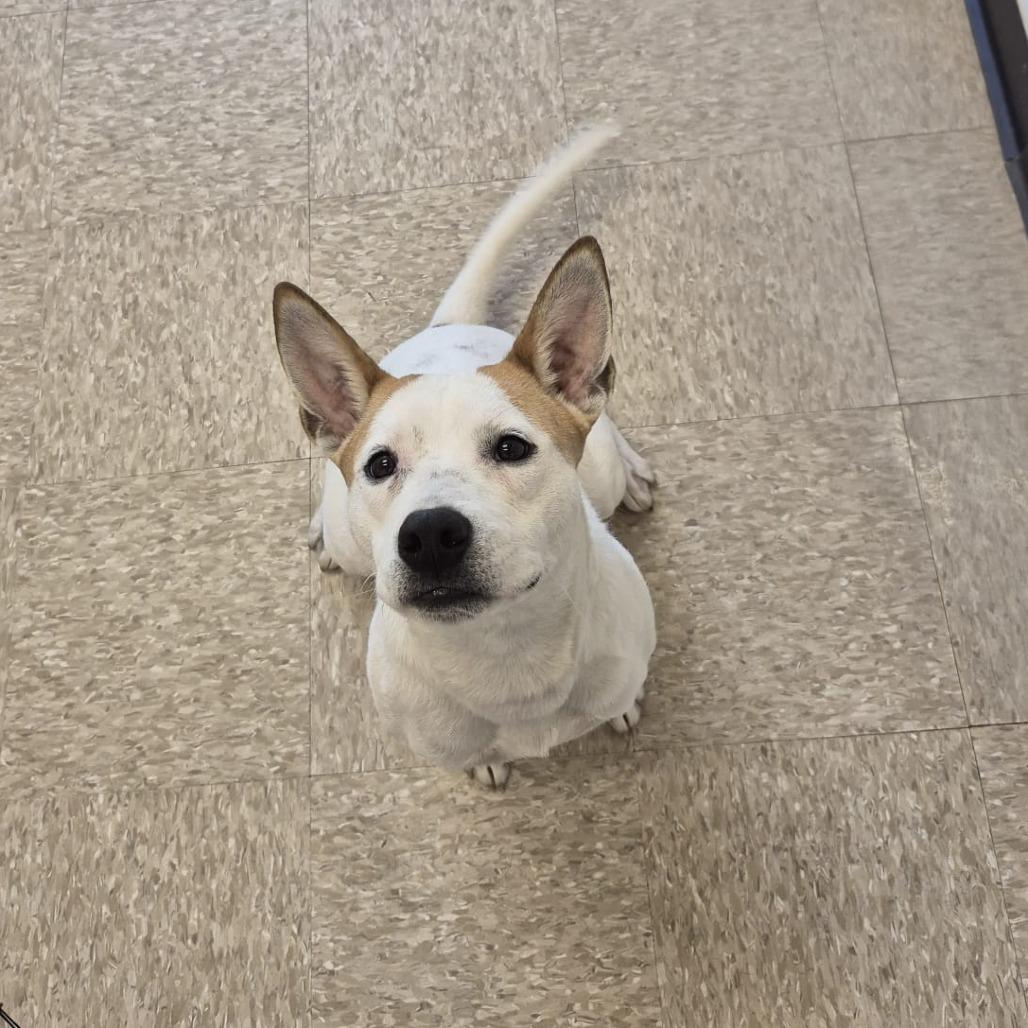 Sansa 22096 — thumbnail 5