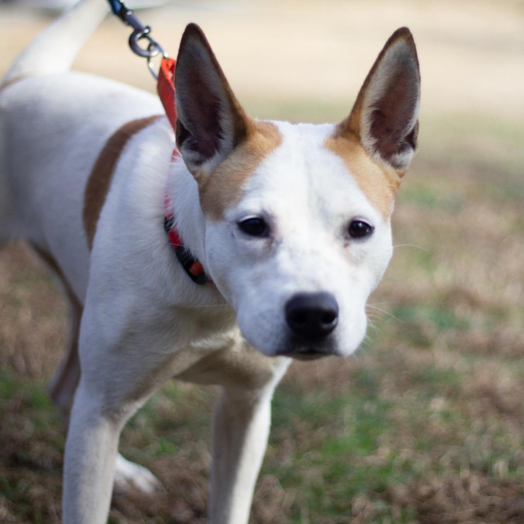 Sansa 22096 — thumbnail 6