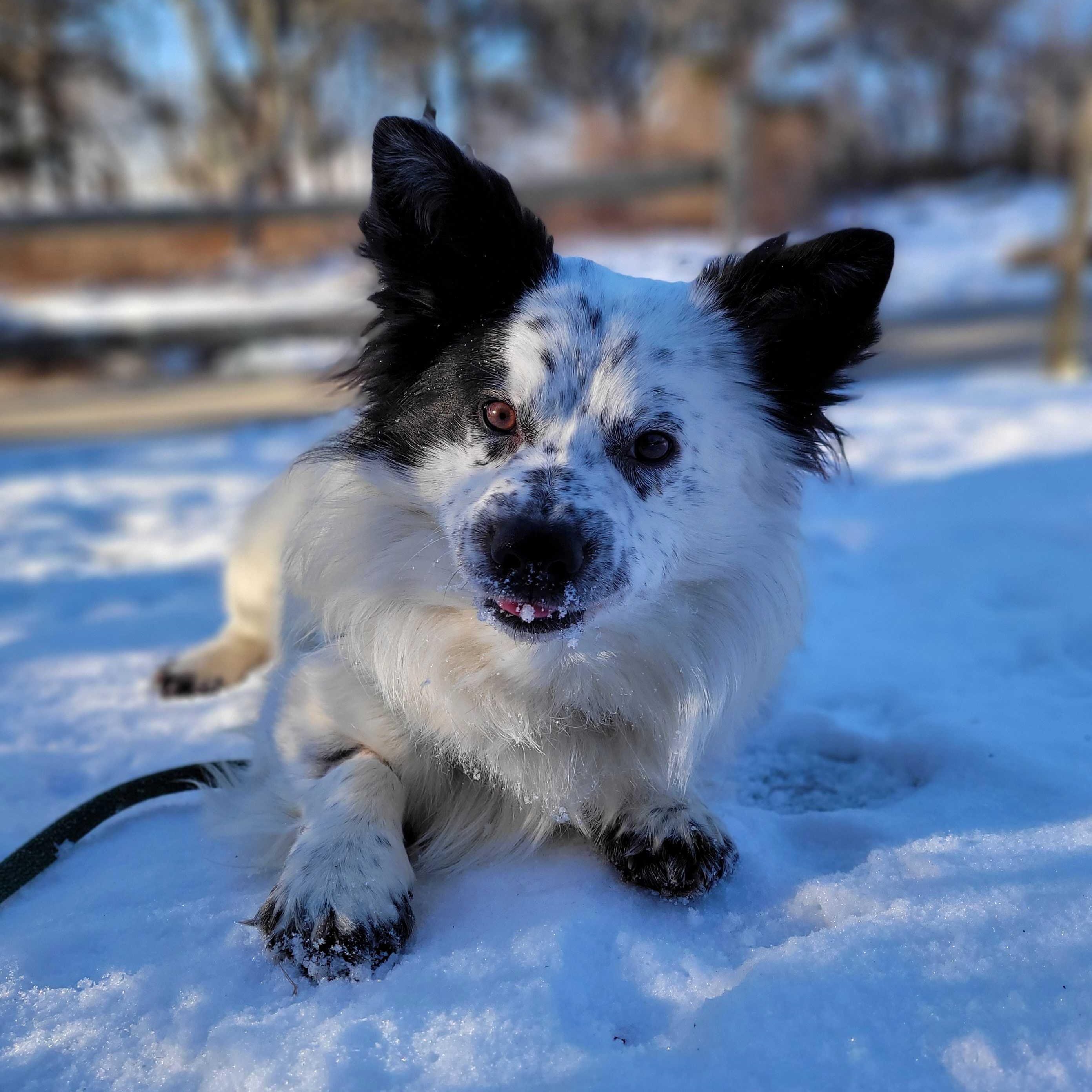 Jelly Bean, ADOPTABLE, Young Male Corgi.