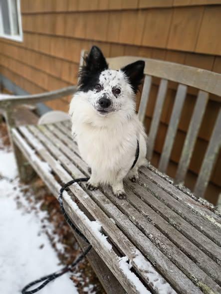 Enlarge Jelly Bean, a ADOPTABLE mixed breed in Nantucket, MA image 1/3