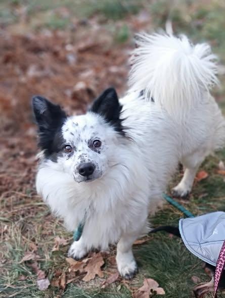 Enlarge Jelly Bean, a ADOPTABLE mixed breed in Nantucket, MA image 2/3