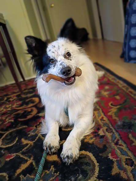 Enlarge Jelly Bean, a ADOPTABLE mixed breed in Nantucket, MA image 3/3
