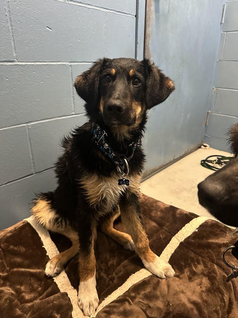 Kody, a Adopted mixed breed in Whistler, BC image 5/6