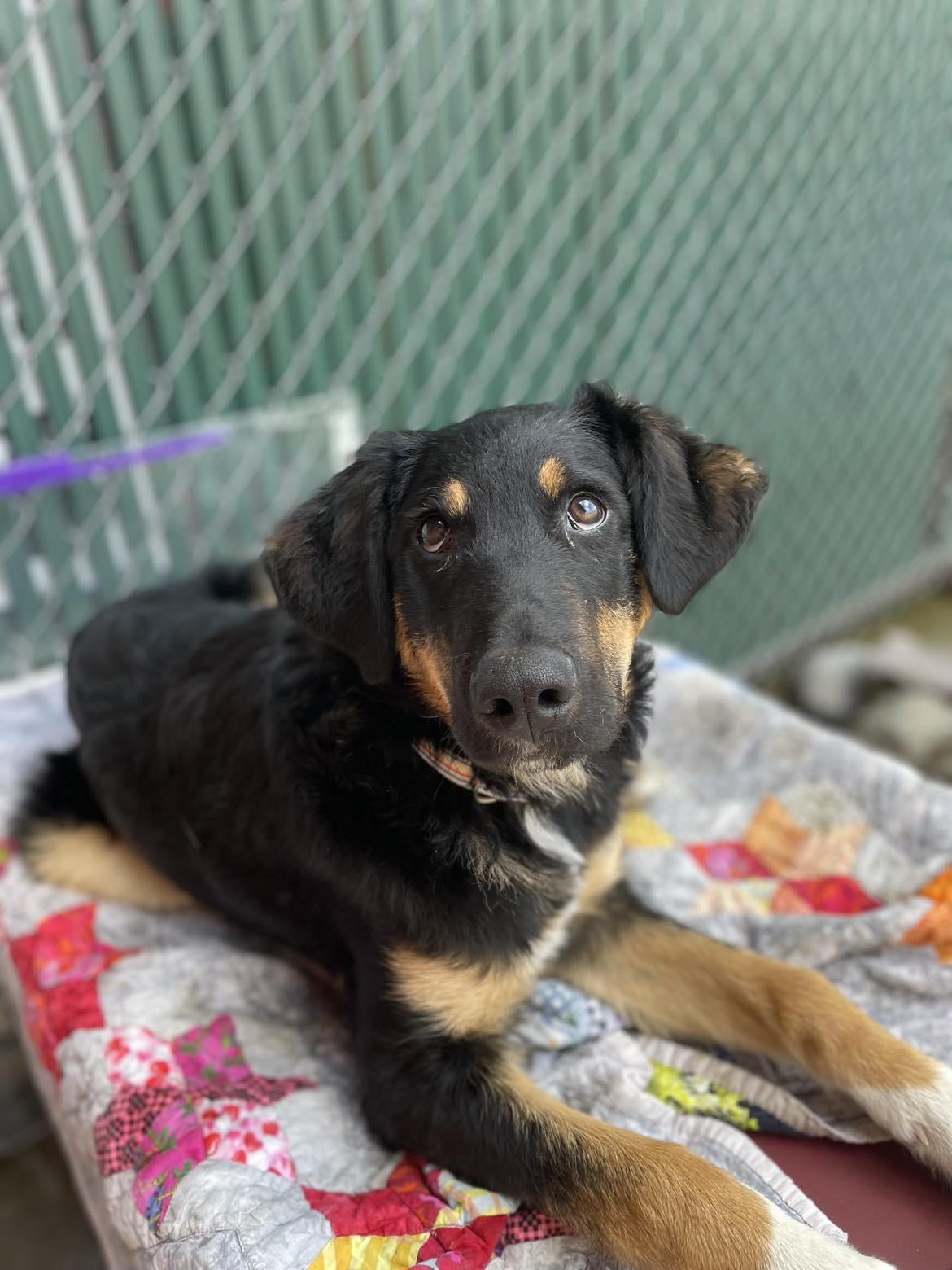 Kody, a Adopted mixed breed in Whistler, BC image 2/6
