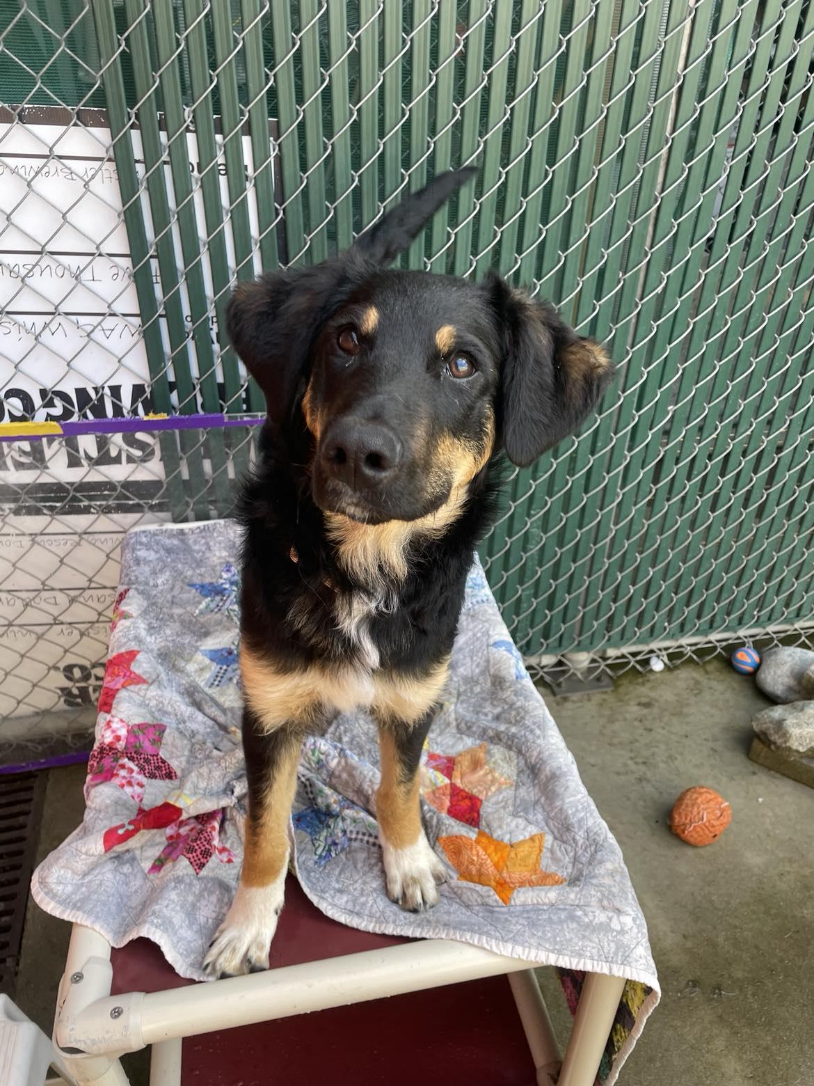 Kody, a Adopted mixed breed in Whistler, BC image 6/6