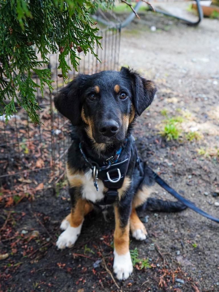 Kody, Adopted, Young Male Great Pyrenees.