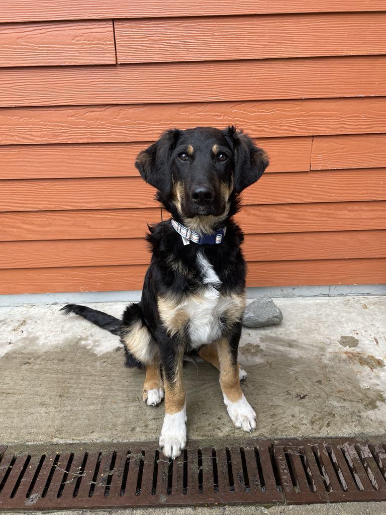 Kody, a Adopted mixed breed in Whistler, BC image 3/6