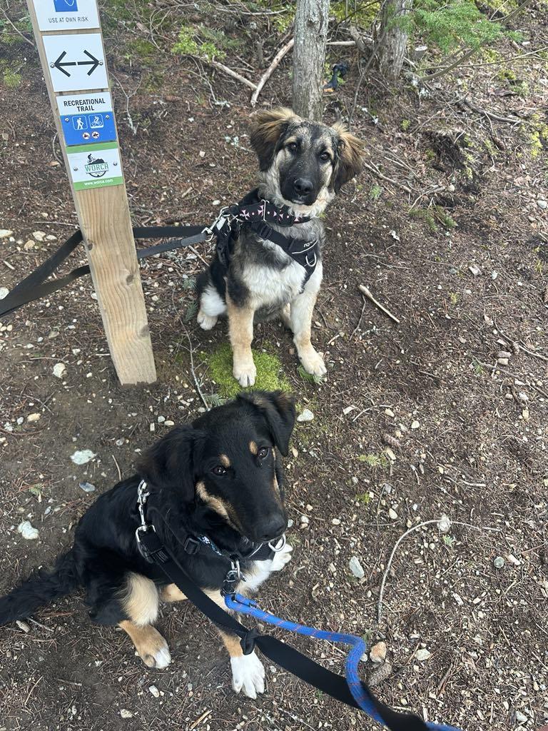 Kody, a Adopted mixed breed in Whistler, BC image 4/6