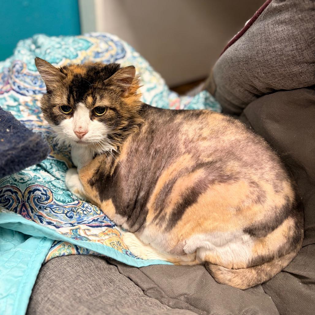 Scrilla Nilla Chicken Butt, Adoptable, Senior Female Domestic Medium Hair.