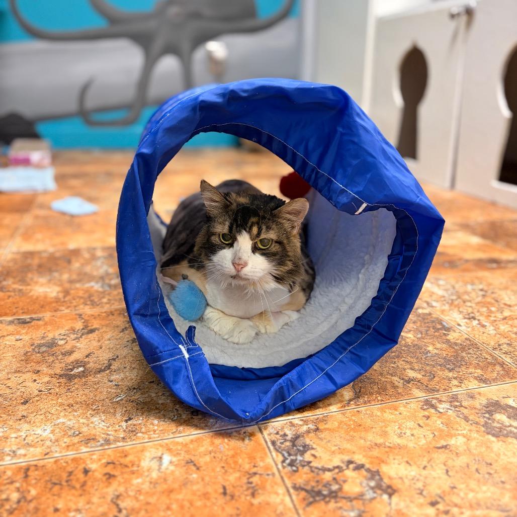 Scrilla Nilla Chicken Butt, a Adoptable Domestic Medium Hair in Spokane, WA image 2/6