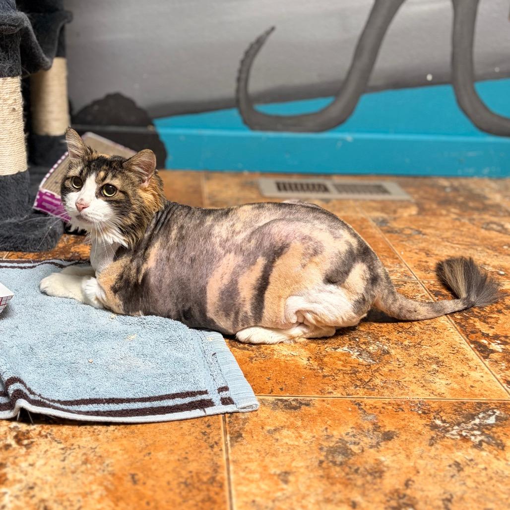 Scrilla Nilla Chicken Butt, a Adoptable Domestic Medium Hair in Spokane, WA image 3/6
