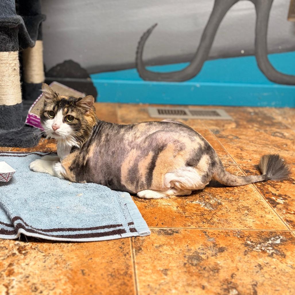 Scrilla Nilla Chicken Butt, a Adoptable Domestic Medium Hair in Spokane, WA image 4/6