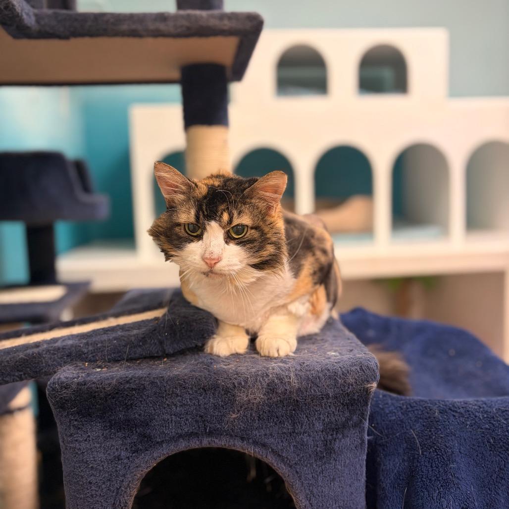 Scrilla Nilla Chicken Butt, a Adoptable Domestic Medium Hair in Spokane, WA image 5/6