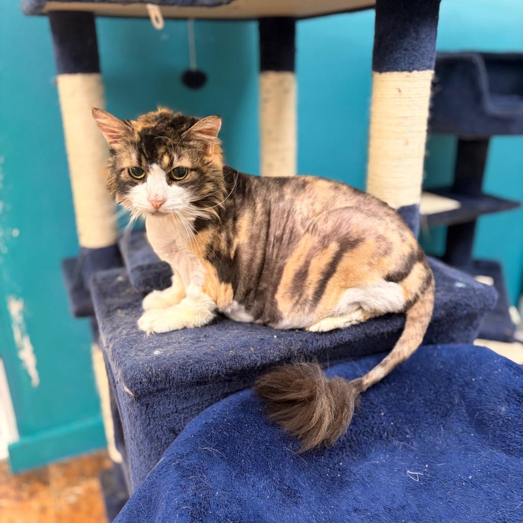 Scrilla Nilla Chicken Butt, a Adoptable Domestic Medium Hair in Spokane, WA image 6/6