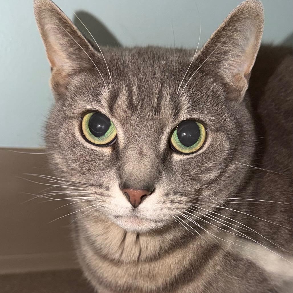 Sassy, Adoptable, Adult Female Domestic Short Hair.