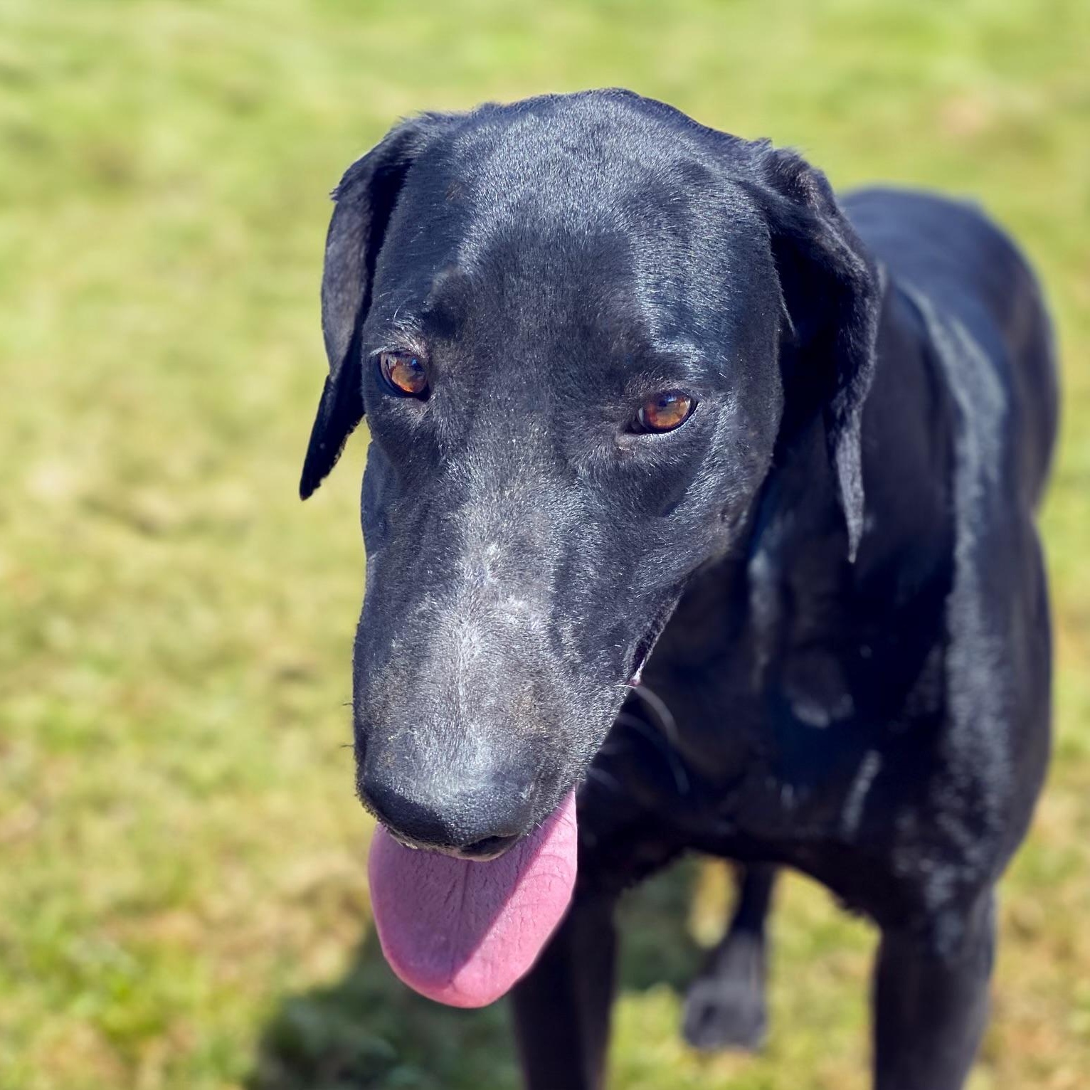 Juniper, an adoptable Labrador Retriever in Brunswick, ME, 04011 | Photo Image 5