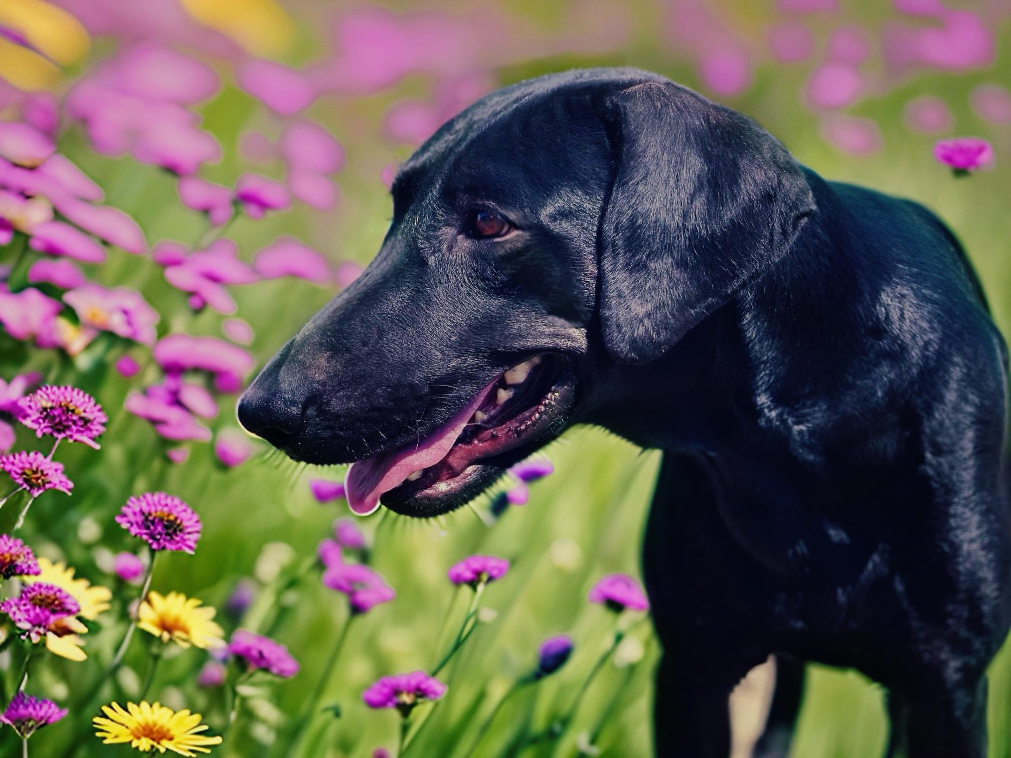 Juniper, an adoptable Labrador Retriever in Brunswick, ME, 04011 | Photo Image 1