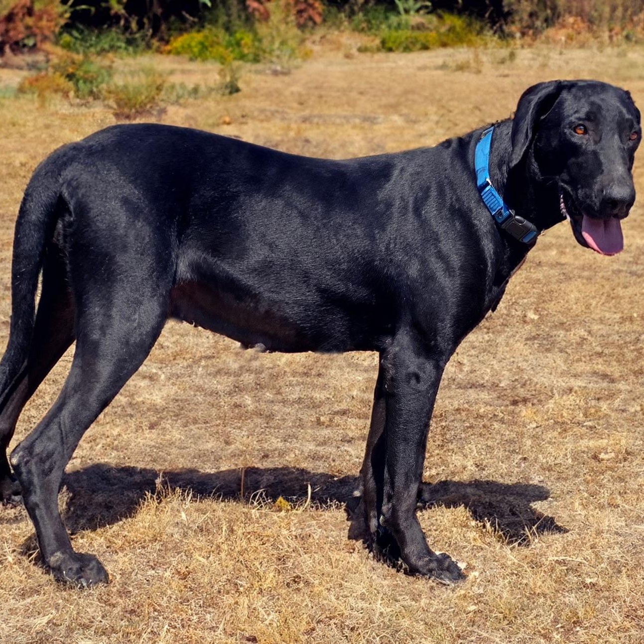 Juniper, an adoptable Labrador Retriever in Brunswick, ME, 04011 | Photo Image 6