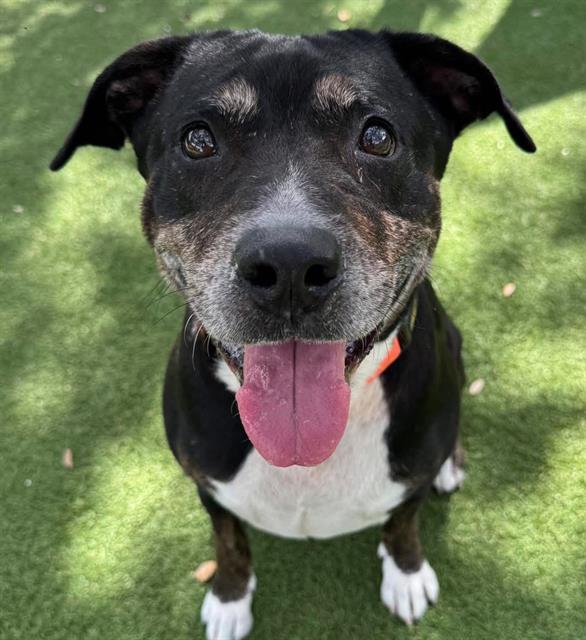 Enlarge OLGA, a Adoptable Mixed Breed in Palmetto, FL image 1/1