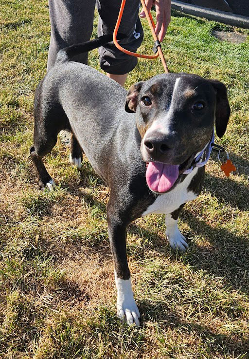 Enlarge Mallory, a Adoptable Pit Bull Terrier in Eagle, ID image 1/1