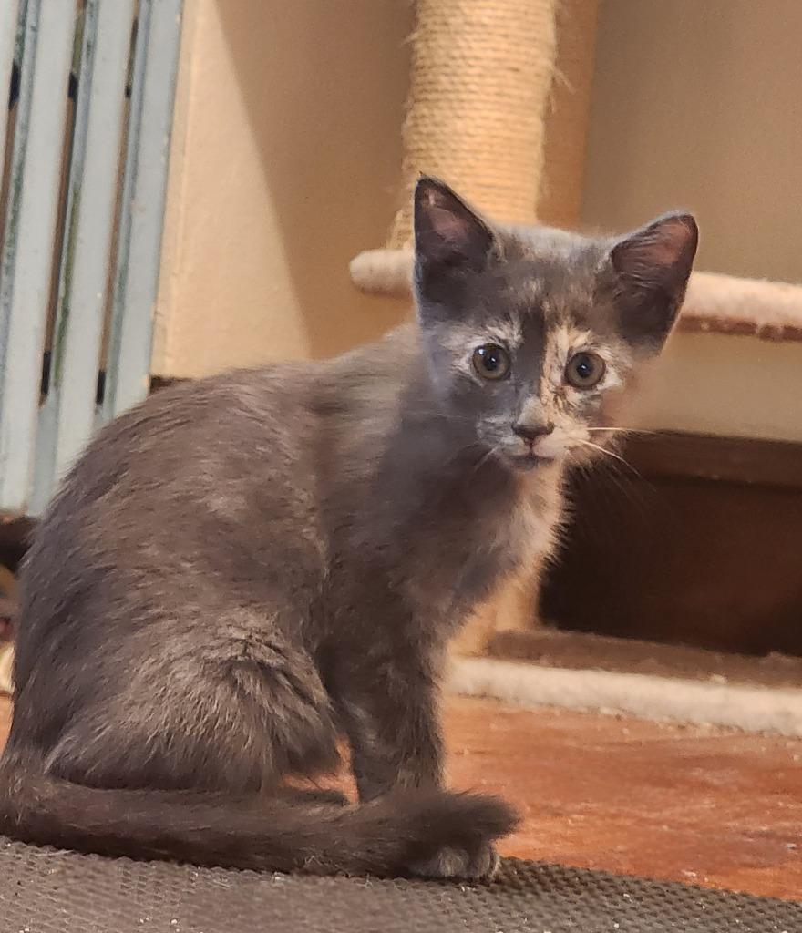 Lemon, Adoptable, Young Female Domestic Medium Hair.