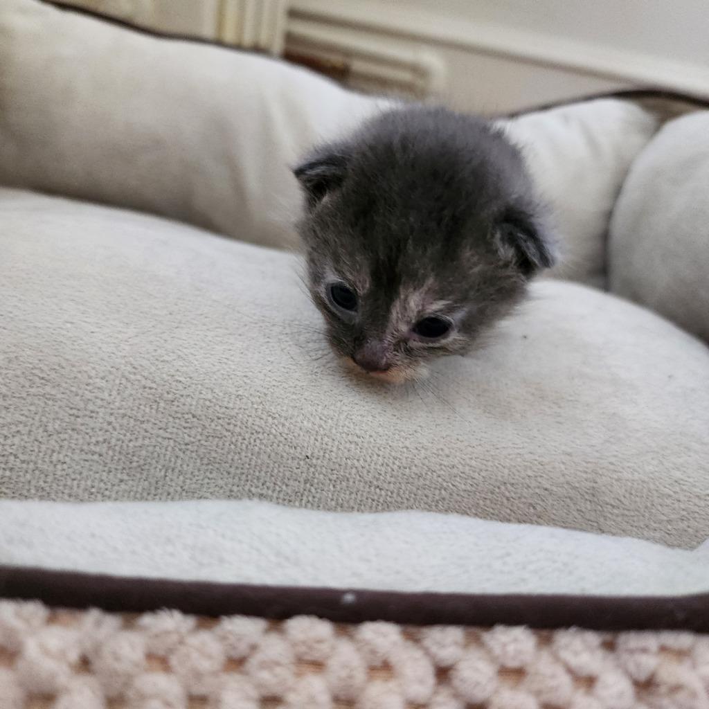 Enlarge Lemon, a Adoptable mixed breed in Muskegon, MI image 3/4