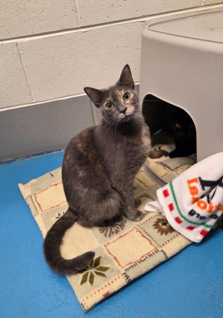 Enlarge Lemon, a Adoptable mixed breed in Muskegon, MI image 3/4