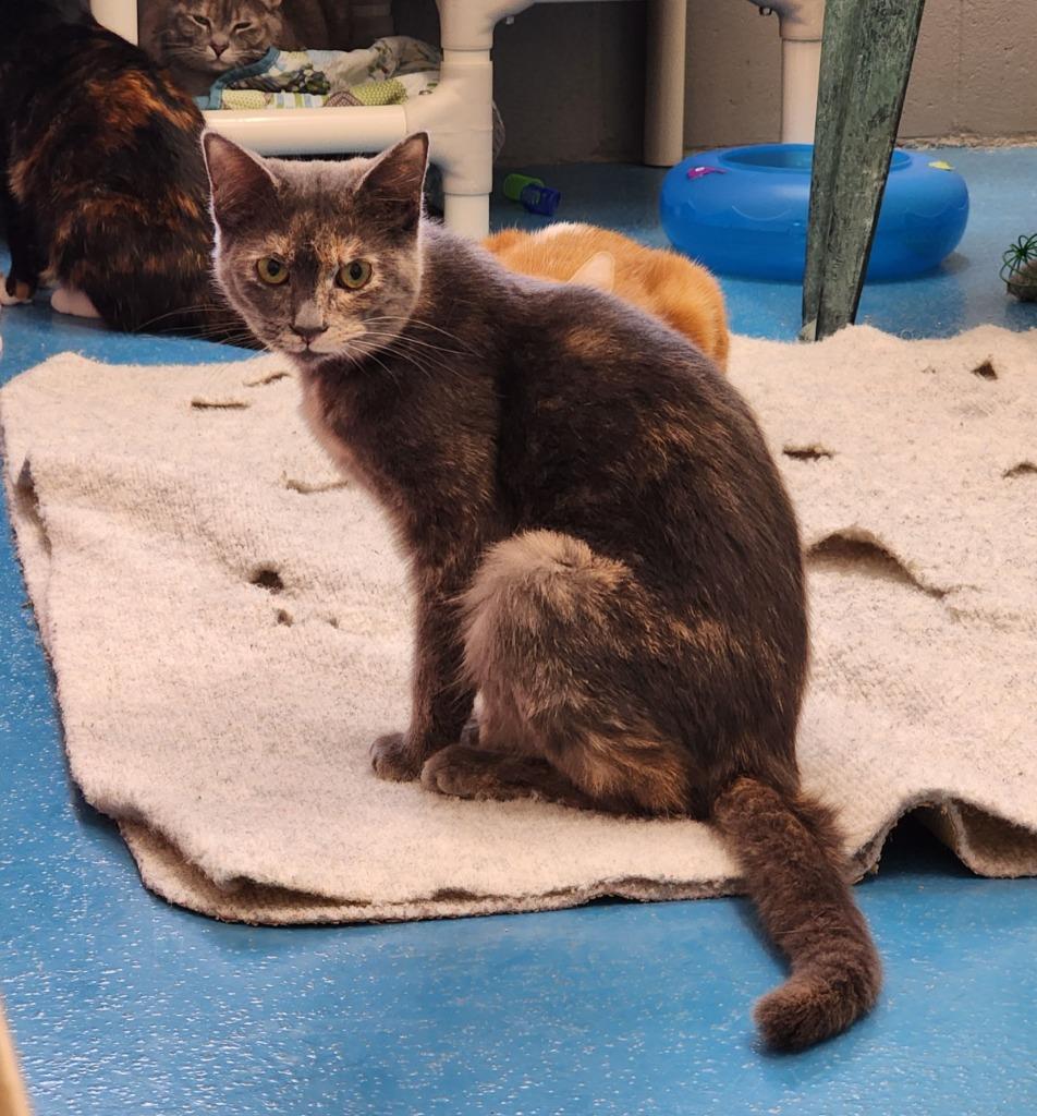 Enlarge Lemon, a Adoptable mixed breed in Muskegon, MI image 4/4