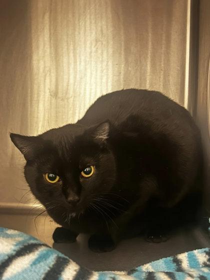 Phillip, Adoptable, Adult Male Domestic Short Hair & Domestic Short Hair.