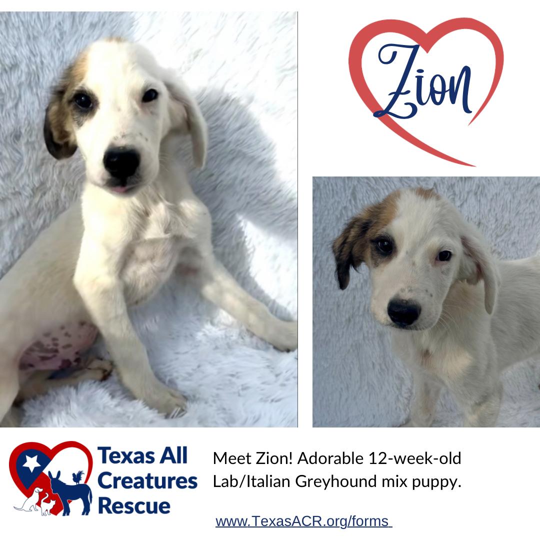 Enlarge Zion, a Adoptable mixed breed in Alvarado, TX image 1/1
