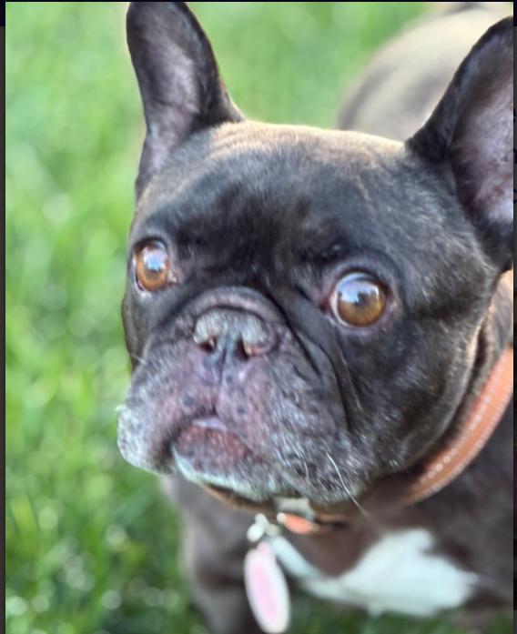 Noodle, Adoptable, Adult Female French Bulldog.