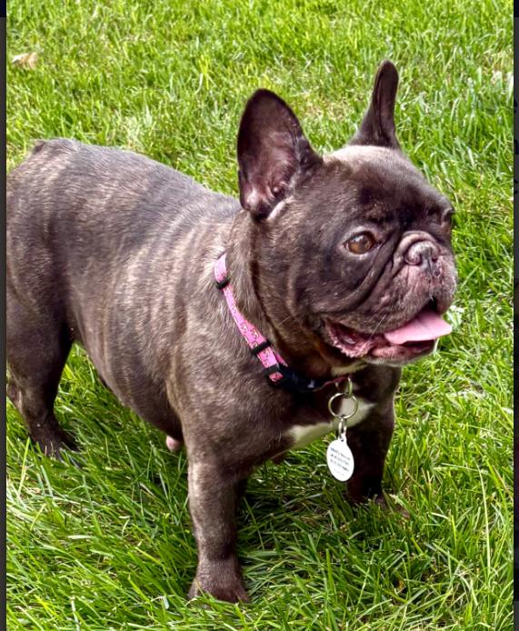 Noodle, a Adoptable French Bulldog in Overland Park , KS image 2/3