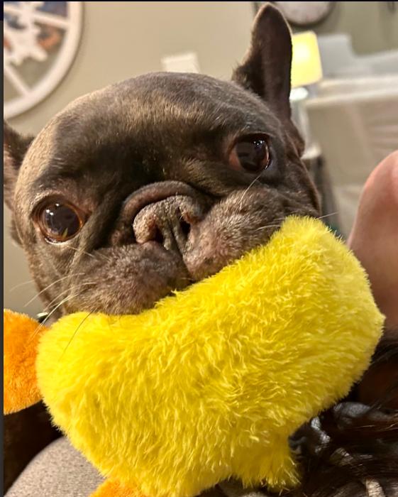 Noodle, a Adoptable French Bulldog in Overland Park , KS image 3/3