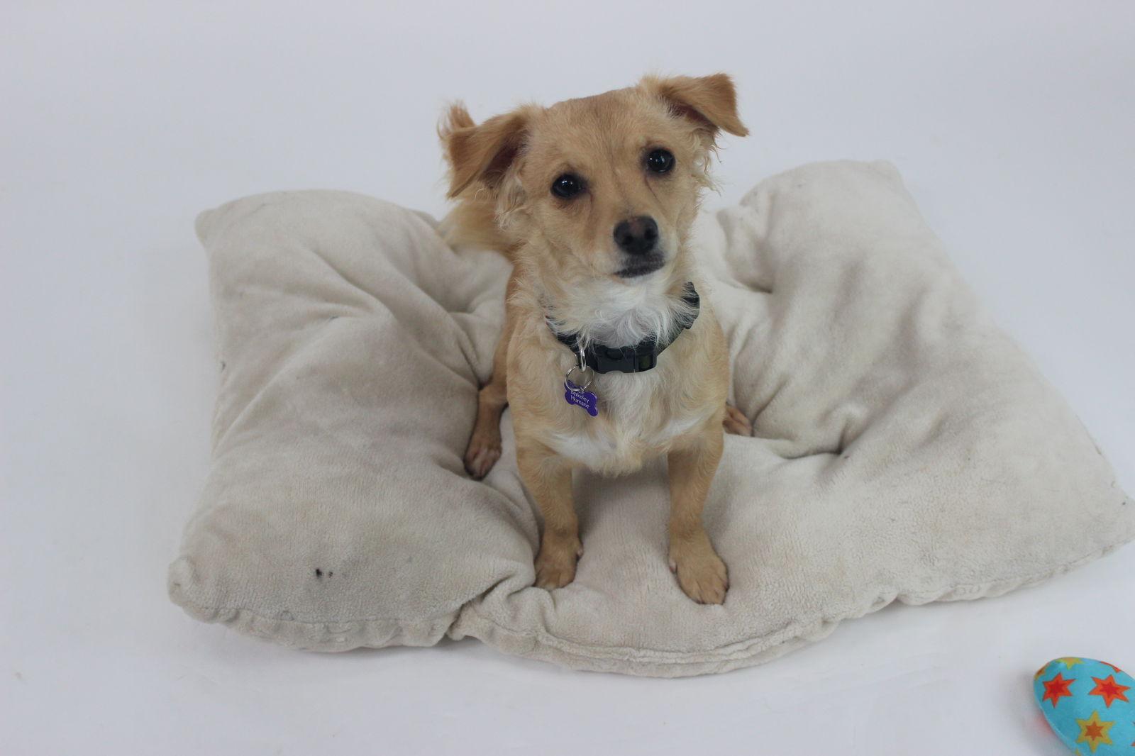 Enlarge Tilly, a Adoptable Chihuahua in Berkeley, CA image 1/3