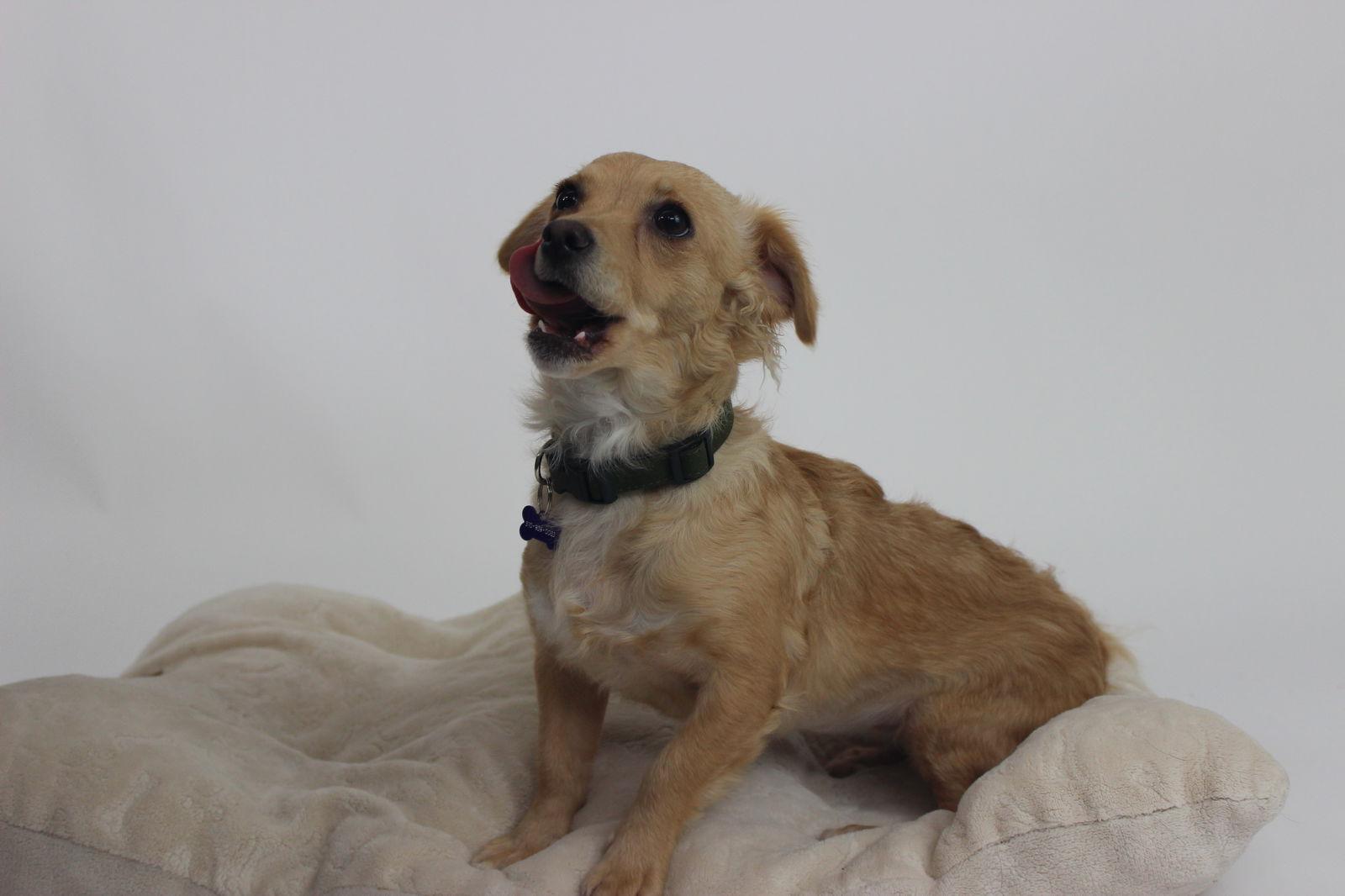 Enlarge Tilly, a Adoptable Chihuahua in Berkeley, CA image 2/3