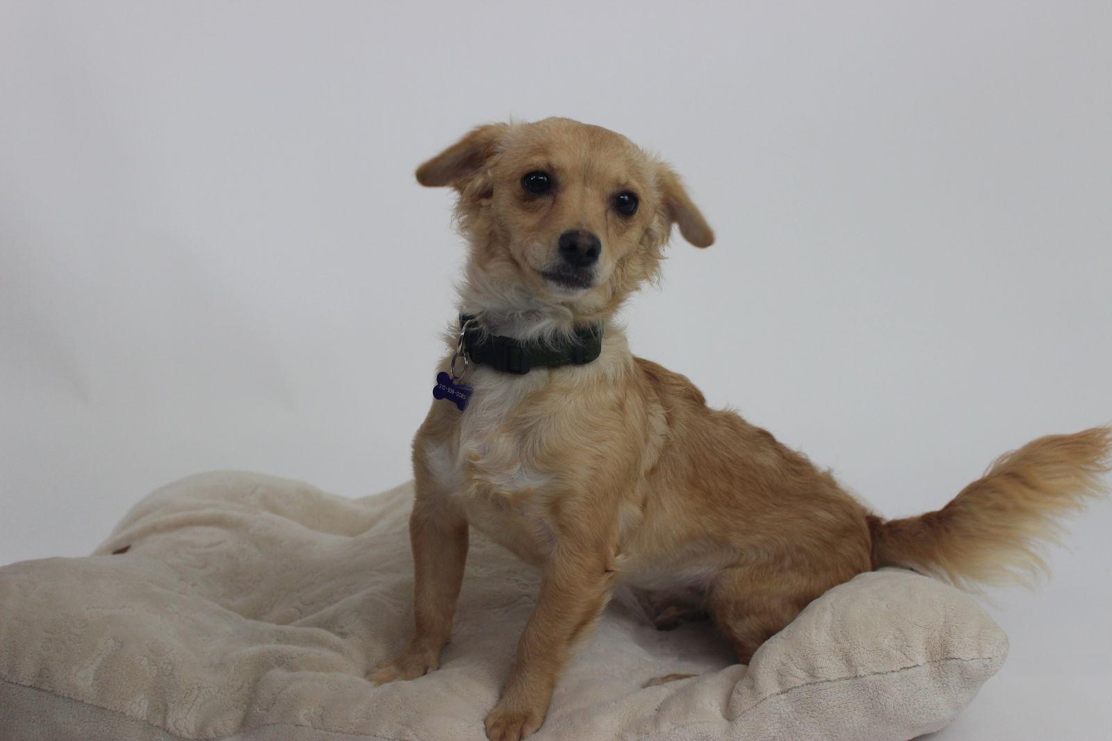 Enlarge Tilly, a Adoptable Chihuahua in Berkeley, CA image 3/3