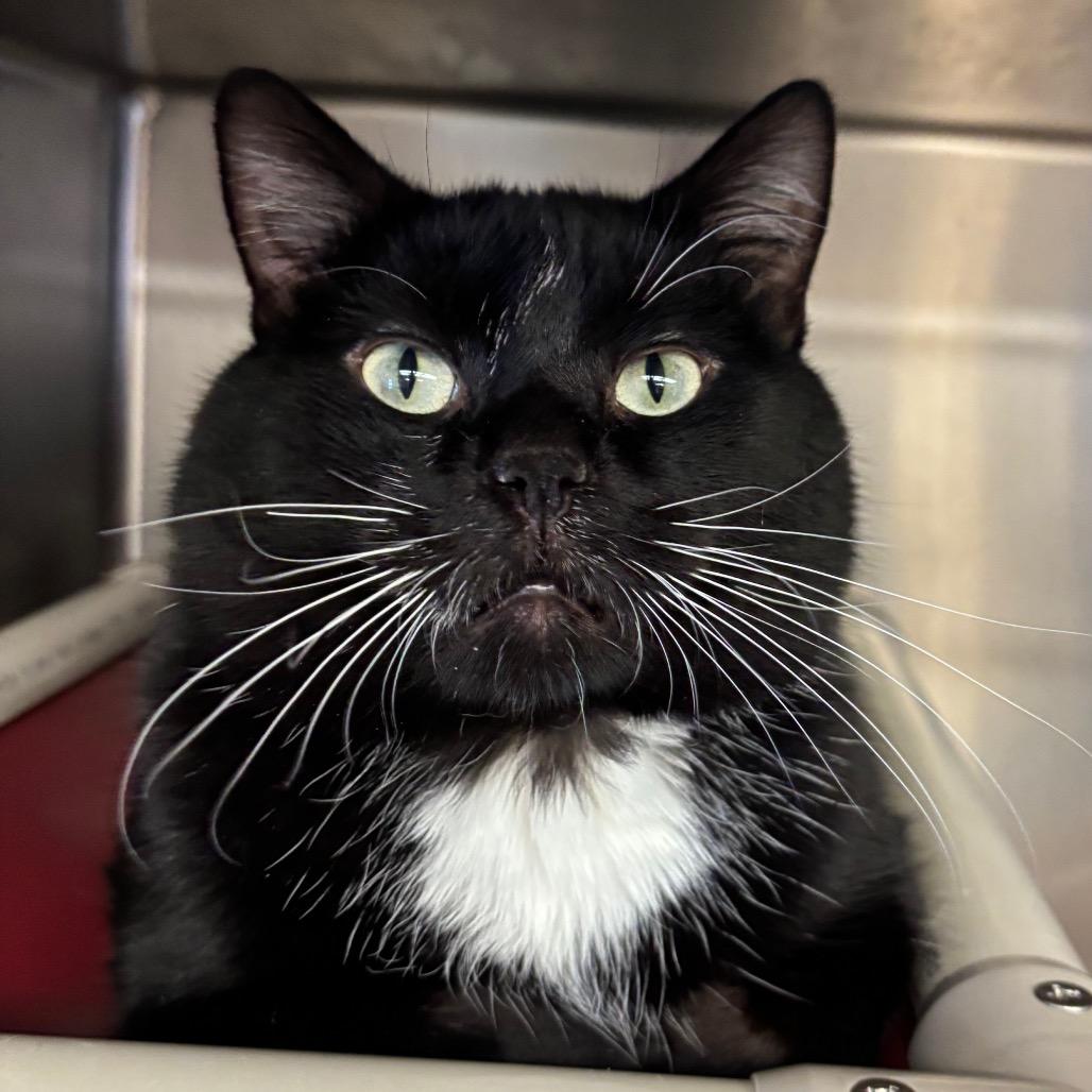 Enlarge Tux, a Adoptable Domestic Short Hair in Chippewa Falls, WI image 1/1