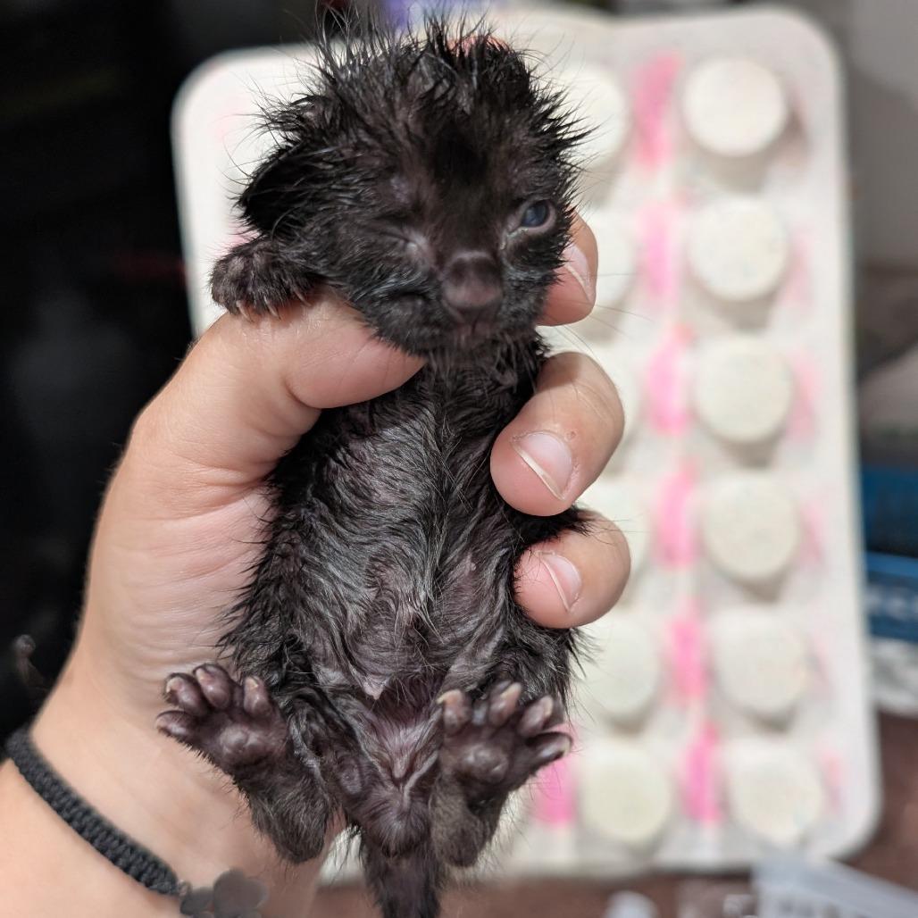 Enlarge Bottle Kitten 1, a Adoptable Domestic Short Hair in Buchanan Dam, TX image 1/1