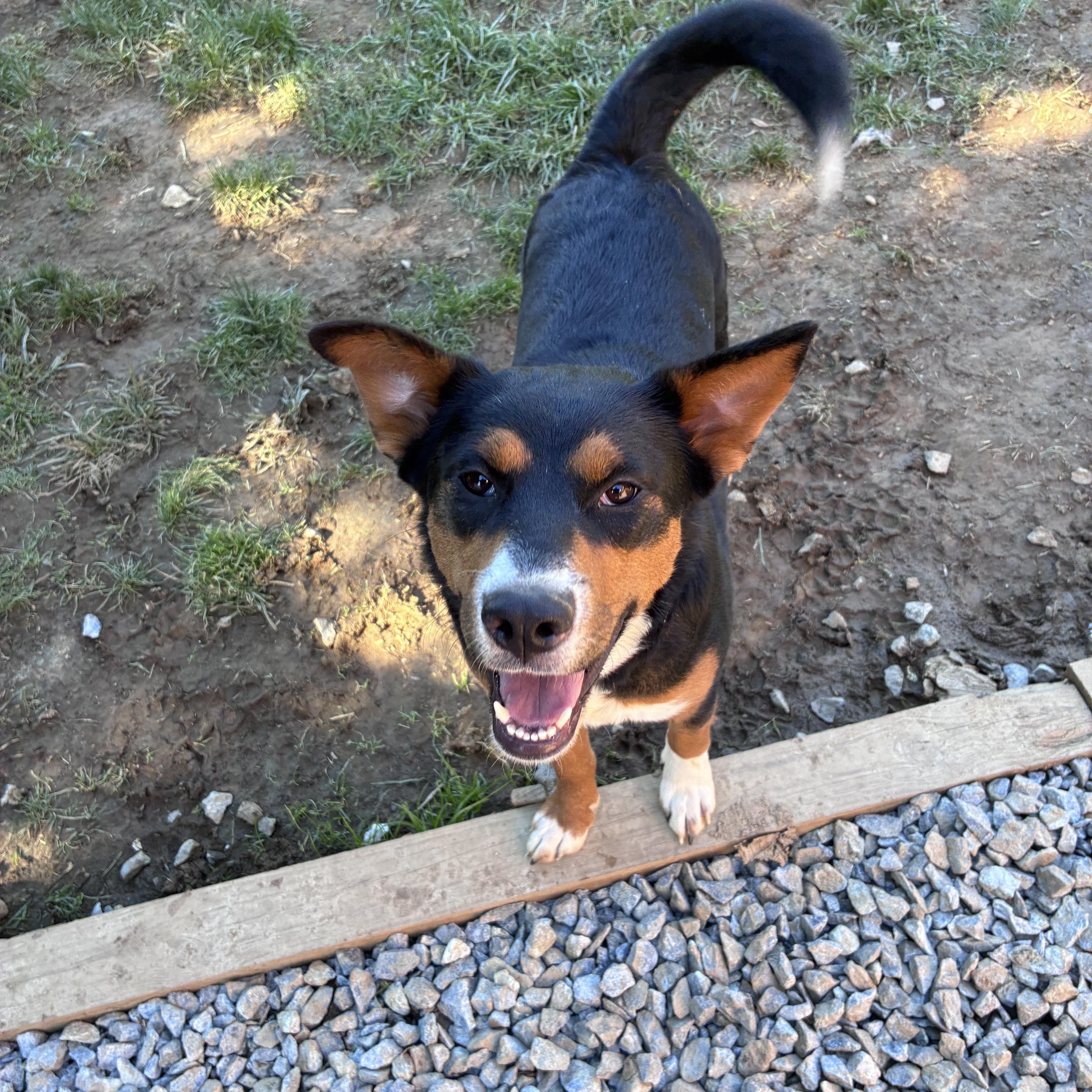 Enlarge Paisley, a Adoptable mixed breed in Lincoln University, PA image 1/4