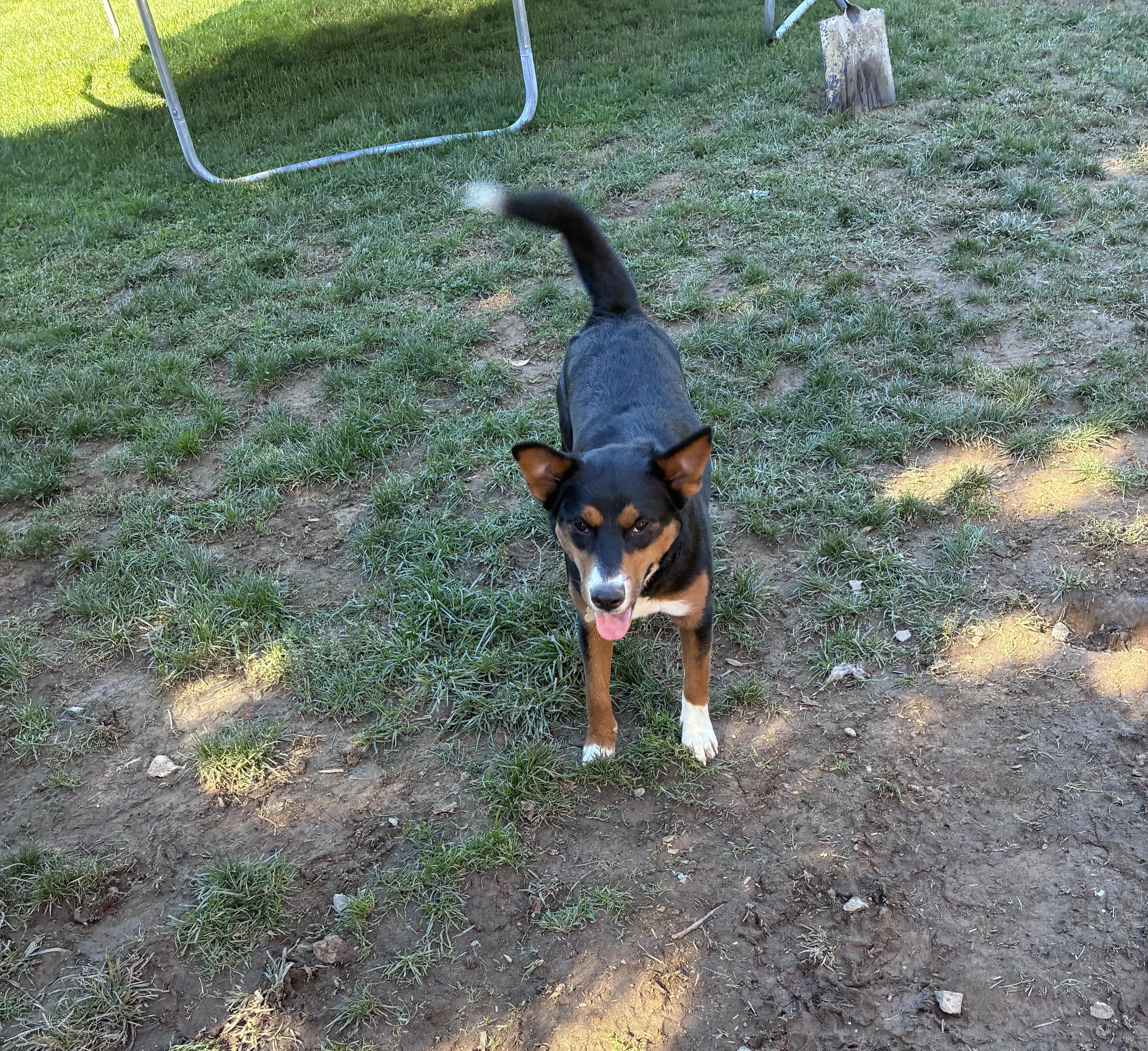 Enlarge Paisley, a Adoptable mixed breed in Lincoln University, PA image 2/4