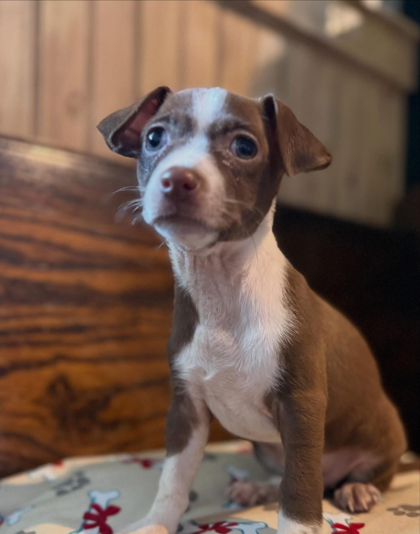 Sage , ADOPTABLE, Puppy Female Chihuahua.