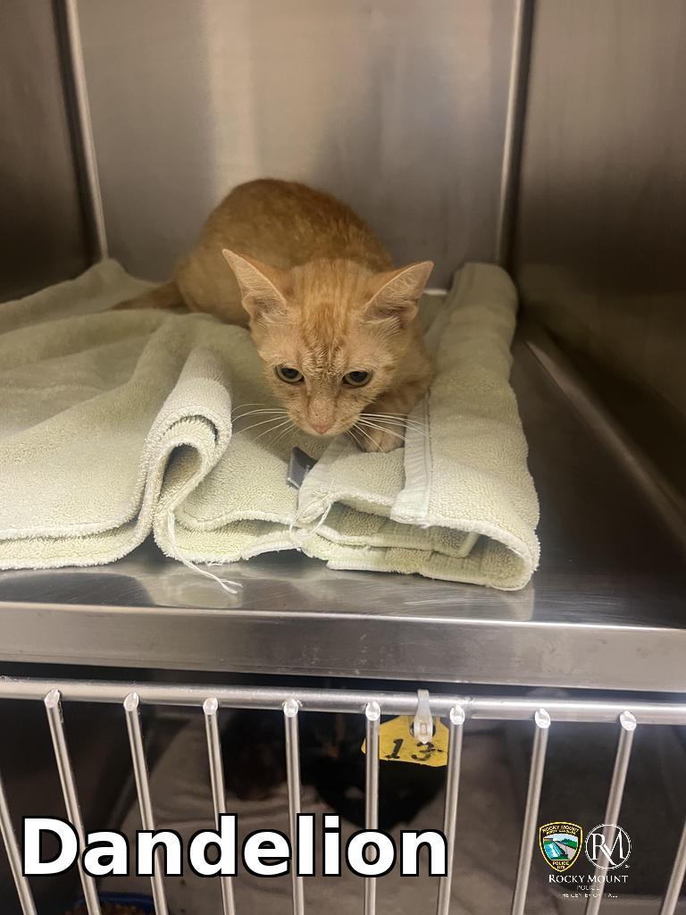 Dandelion, Adoptable, Kitten Female Domestic Short Hair.