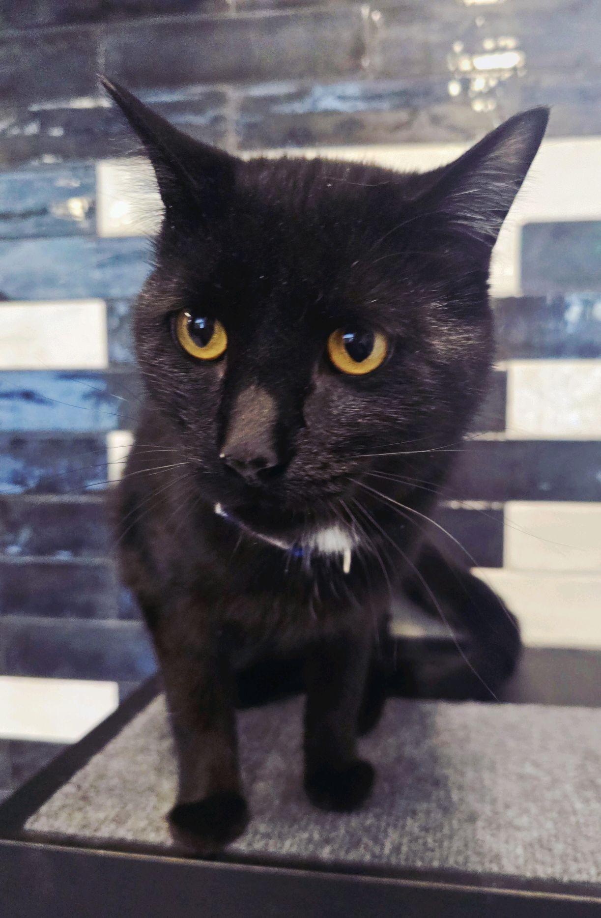 Enlarge Bagheera, a ADOPTABLE Domestic Short Hair in Fenton, MO image 1/1