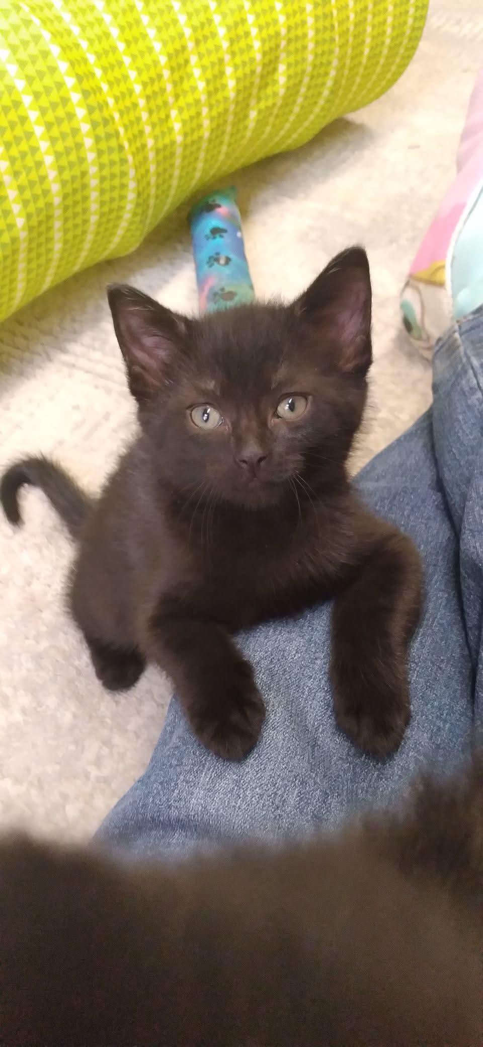 Ziva, Baby Female Domestic Short Hair