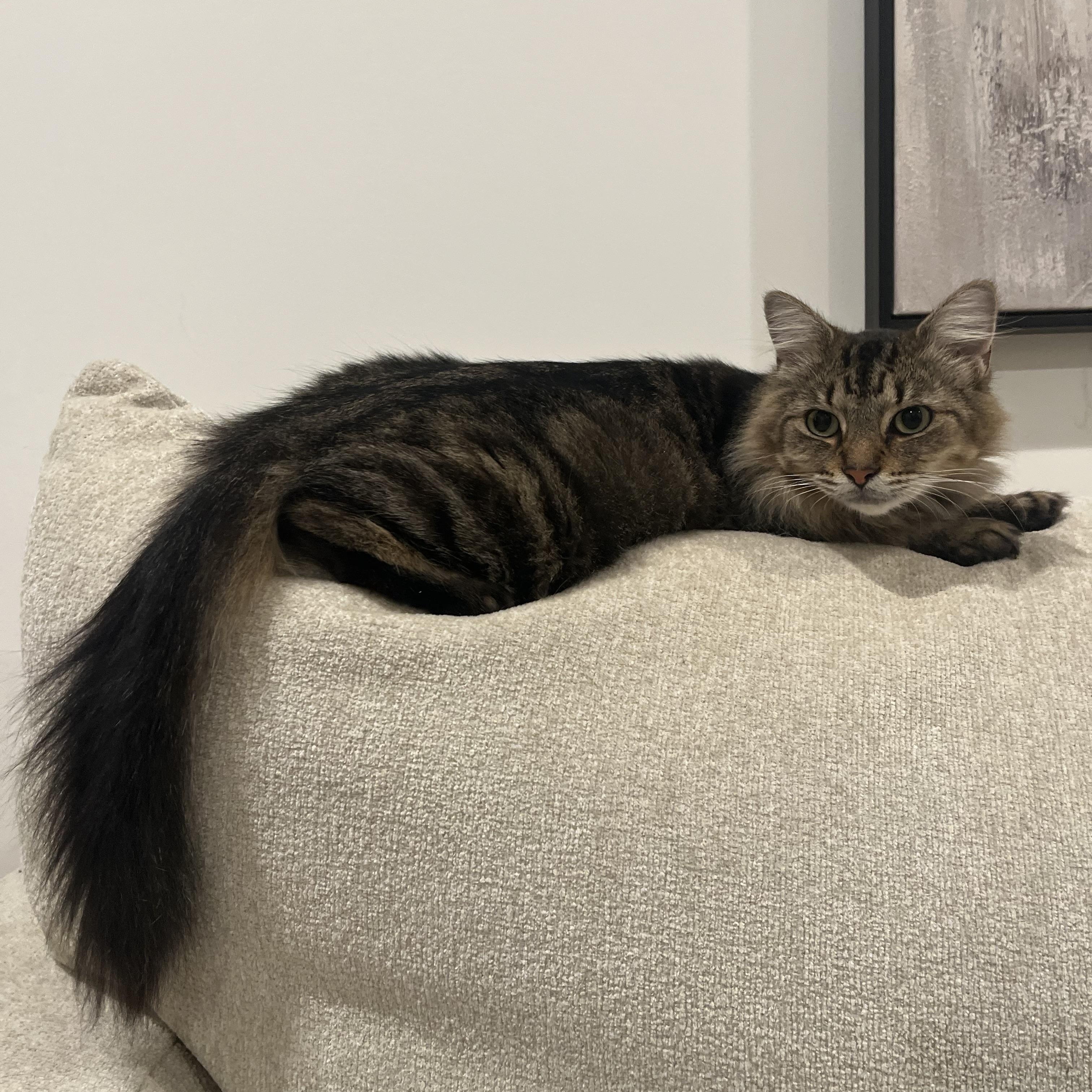 Enlarge Cricket, a Adoptable Domestic Long Hair in Atlanta, GA image 3/6