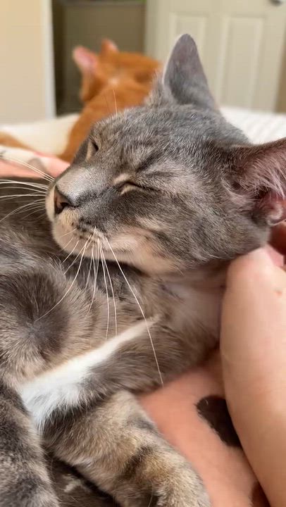 Enlarge Swan & Fennec, a Adoptable mixed breed in Mooresville, NC video 6/6