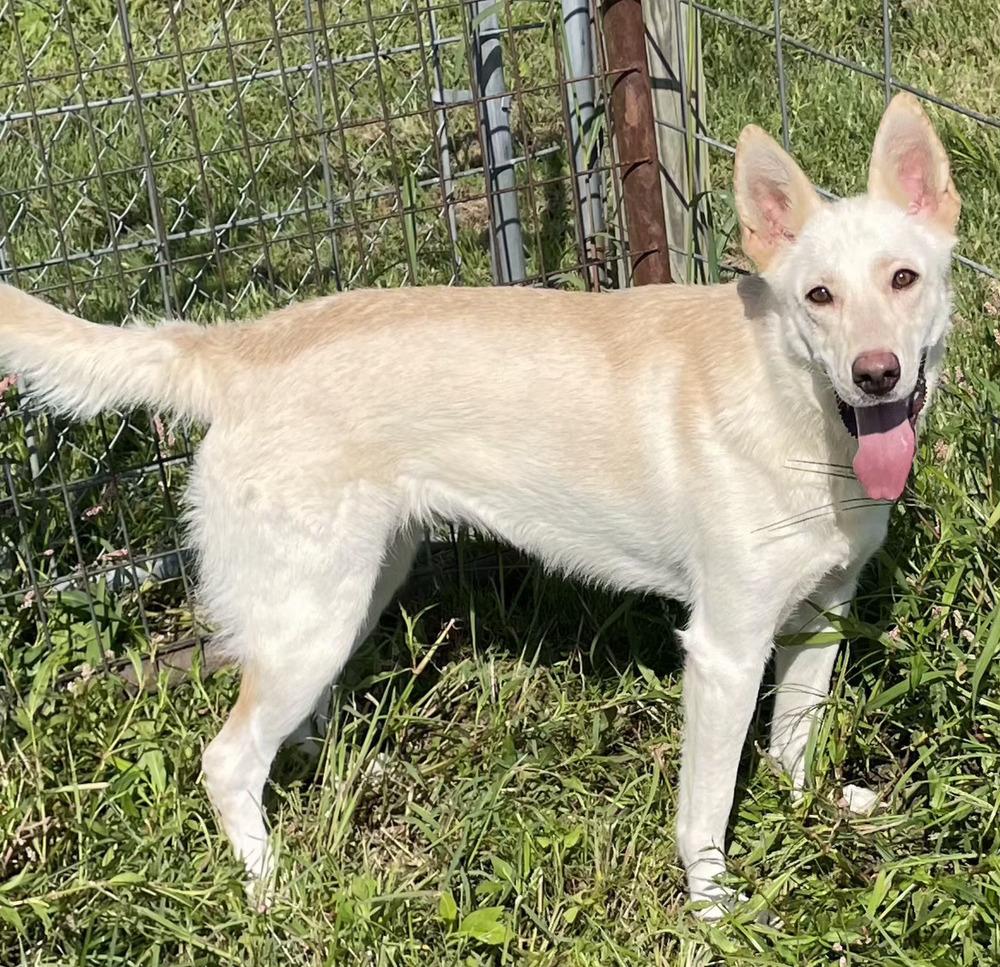 Fern, Adoptable, Adult Female Shepherd.