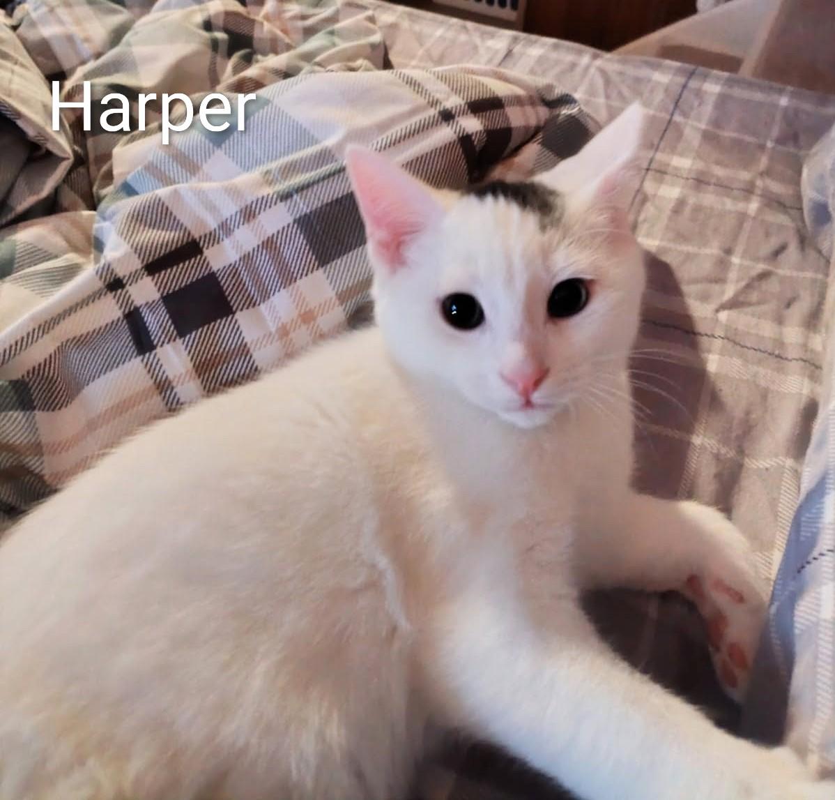 Harper, adoptable, Kitten Male Domestic Short Hair.